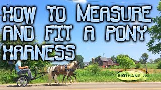 How To Measure and Fit a Pony Harness [upl. by Blanding]