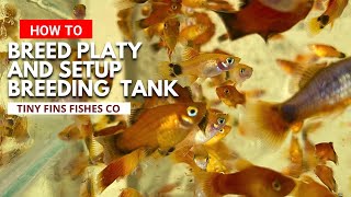 How to breed Platy fish  Complete Guide  Quick amp Easy Setup [upl. by Ezarras]