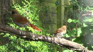 Garrulax Berthemyi Buffy Laughingthrush Blauwoog Gaailijster couple  2 young [upl. by Donal]