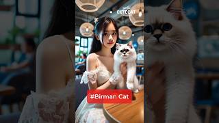 Birman Cat Ep1  CuteCat แมว cat birman [upl. by Aicirtal]