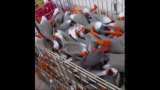 100 squeaky ducks in a shopping cart [upl. by Harac]