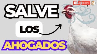 😱 ¿Por Qué se AHOGAN Los POLLOS de ENGORDE 😎 [upl. by Joshua]