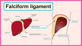 falciform ligament [upl. by Ram]