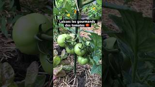 TOMATES 🍅  Quand laisser les gourmands des tomates jardin tomate [upl. by Yeo203]