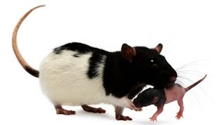 How to Take Care of a Baby Rat  Pet Rats [upl. by Enala]