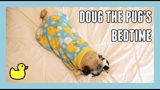 Doug the Pugs Bedtime [upl. by Alihs]