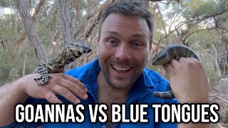 Goannas VS Blue Tongue Lizards  5 Major Differences [upl. by Chilcote]