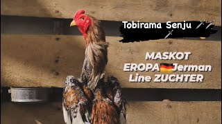 Shamo Eropa Line Zuchter Jumbo badan tegak [upl. by Ecnerol]