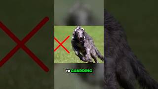 Meet the LightningFast Scottish Deerhound Graceful Giants of the Dog Worlddog dogfacts puppy [upl. by Gilemette]