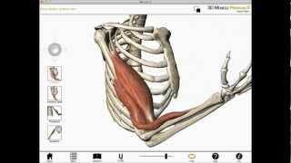 Elbow flexion shoulder flexion and forearm supination Biceps brachii muscle actions [upl. by Aleirbag]