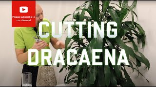 Cutting from a Dracaena [upl. by Soane]