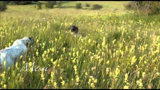 Quaglie in Appennino di Giugno [upl. by Anyad]