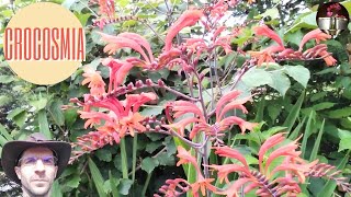 Crocosmia Montbretia [upl. by Idola]