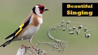 Goldfincd Singing  European Goldfinch Singing [upl. by Laeynad]