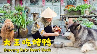 大王来福吃烤鸭！ Dawang and Lai Fu Eat Roast Duck【阿盆姐家的大王】 [upl. by Ailisab877]