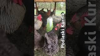 Poranna zabawa w kurniku 😉 🐓 rock music kury podlaskikurnik kurnik [upl. by Mayer]