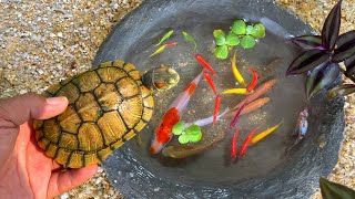 Capture and observe animals color betta fish tetra radtang molly koi spadefish oranda angel [upl. by Inar784]