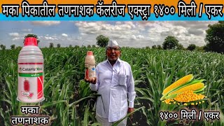 🌽 मका व ऊसातील तणनाशक कॅलरीज एक्स्ट्रा सिंजेन्टा Calaris Xtra Maize Herbicide syngenta makkah [upl. by Westmoreland391]