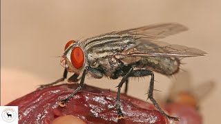 Flesh Flies  Crime Solving Agents [upl. by Chavey]