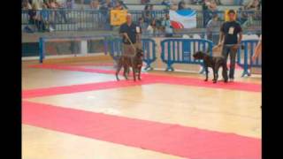 III Exposición Canina  Santa Cruz de Tenerife [upl. by Theodora631]