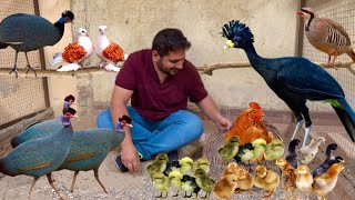 Ground Birds Farming Vulturine Guineafowl Pheasant Dakhni Teetar Hatching Eggs Hsn Entertainment [upl. by Meng]