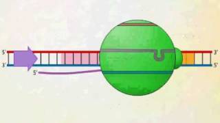 mRNA Synthesis Animation Video [upl. by Ennyleuqcaj]