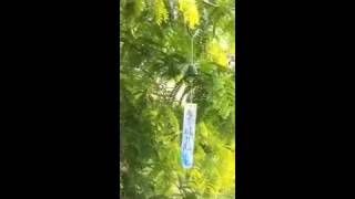 Japanese Wind Bell  Furin [upl. by Adham97]