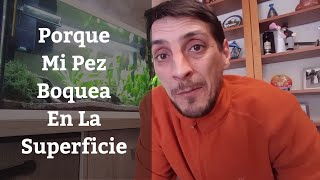 🔵 Porque Mi Pez Boquea En La Superficie y No Puede Respirar BienAcuarios MB [upl. by Adnahsar]