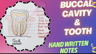 Buccal Cavity l Dentition in human l Hand Written Notes l NCERT l Bio PathshalaLec  3 [upl. by Nedmac]