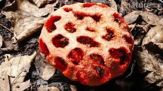 Timelapse of the fruiting body of a cage stink horn fungus opening [upl. by Odie]