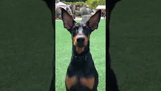 Doberman ear standing without cropping [upl. by Eedyaj]