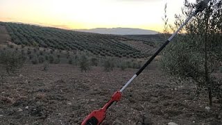 Poda de formacion y aclareo de olivos ojiblancos de 3 años 2 [upl. by Imekawulo]