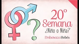 SEMANA 20 de Embarazo  5º Mes  Semana a semana [upl. by Oiludbo]