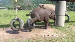 Baby elephant playing with tires [upl. by Ahseihs]