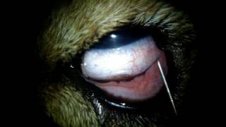 Bloqueio Periocular em Oftalmologia Veterinária [upl. by Nirek494]