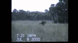 Florida skunk ape video stabilized [upl. by Suryc]