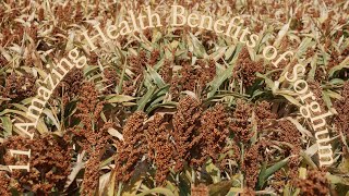 11 Amazing Health Benefits of Sorghum [upl. by Tdnaltroc]