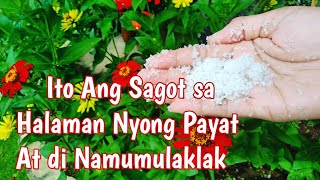 Paano ba Ang Tamang Pag Gamit ng Urea Fertilizer Sa Ating Mga Halaman How To Use Urea Fertilizer [upl. by Votaw]