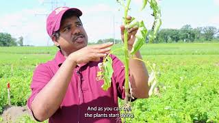 Find it in the Field Verticillium Wilt with Ashish Ranjan [upl. by Trauner]