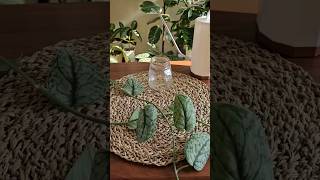 Scindapsus Silver Cloud Propagation scindapsus silvercloud propagation indoorplants [upl. by Aidile]