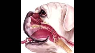 Brachycephalic Obstructive Airway Syndrome BOAS simplified and explained in plain English [upl. by Idnak249]