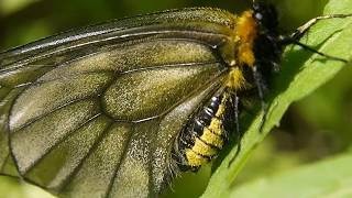 ウスバシロチョウ Parnassius citrinarius 黒化型［分布の西端 山口県産］ [upl. by Gassman]