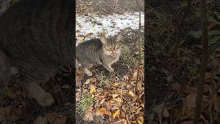 Tabby cat meowing in the snow [upl. by Minsat]