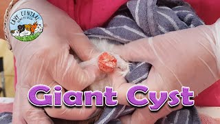 Guinea pig enormous sebaceous cyst treatment and after care [upl. by Ardnoid]