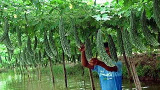 F1HyBitter Gourd  New Veraity  Hind Agro Seeds [upl. by Anayia]