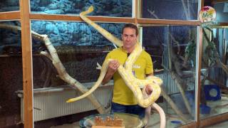 ReptilTV  Folge 36  Riesenschlangen  Teil 1  Pythons [upl. by Keen]