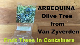 Planting an ARBEQUINA Olive Tree in a Container  Van Zyverden  from Campbell’s Freedom Farm [upl. by Underwood607]