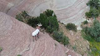 LUPTON ARIZONA ROCK WALL DRONE HICCUP [upl. by Granniah]