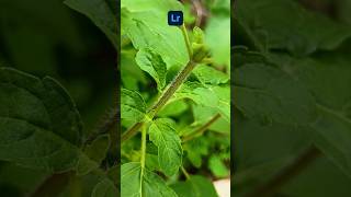 Micro Photography with Moto G64  Lightroom Editing Tips shorts motog64 adobelightroom [upl. by Ahsets]