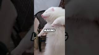 It really does look like a sock 🧦 cute funny healing ferret shortvideo pets shorts [upl. by Aneerb]